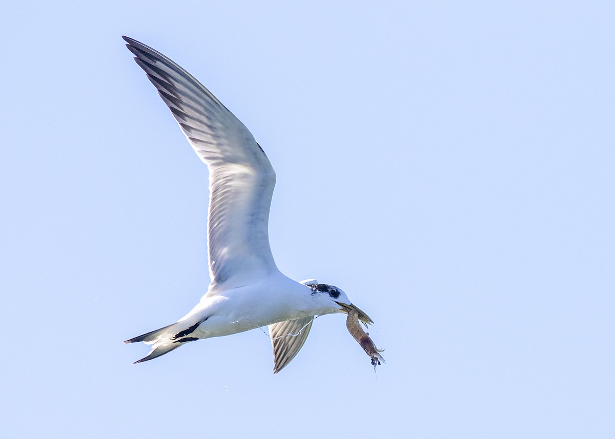 Great Crested Tern - ML237988331