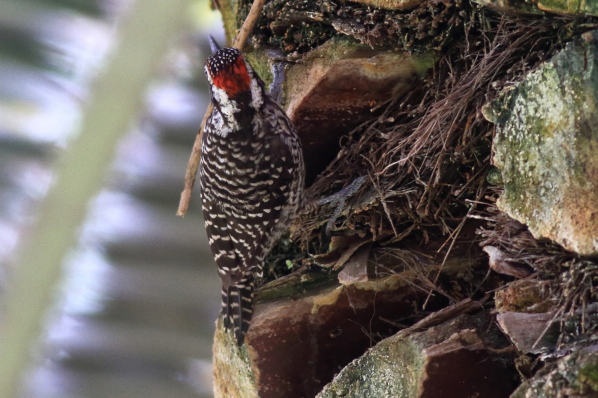 Striped Woodpecker - ML237992951