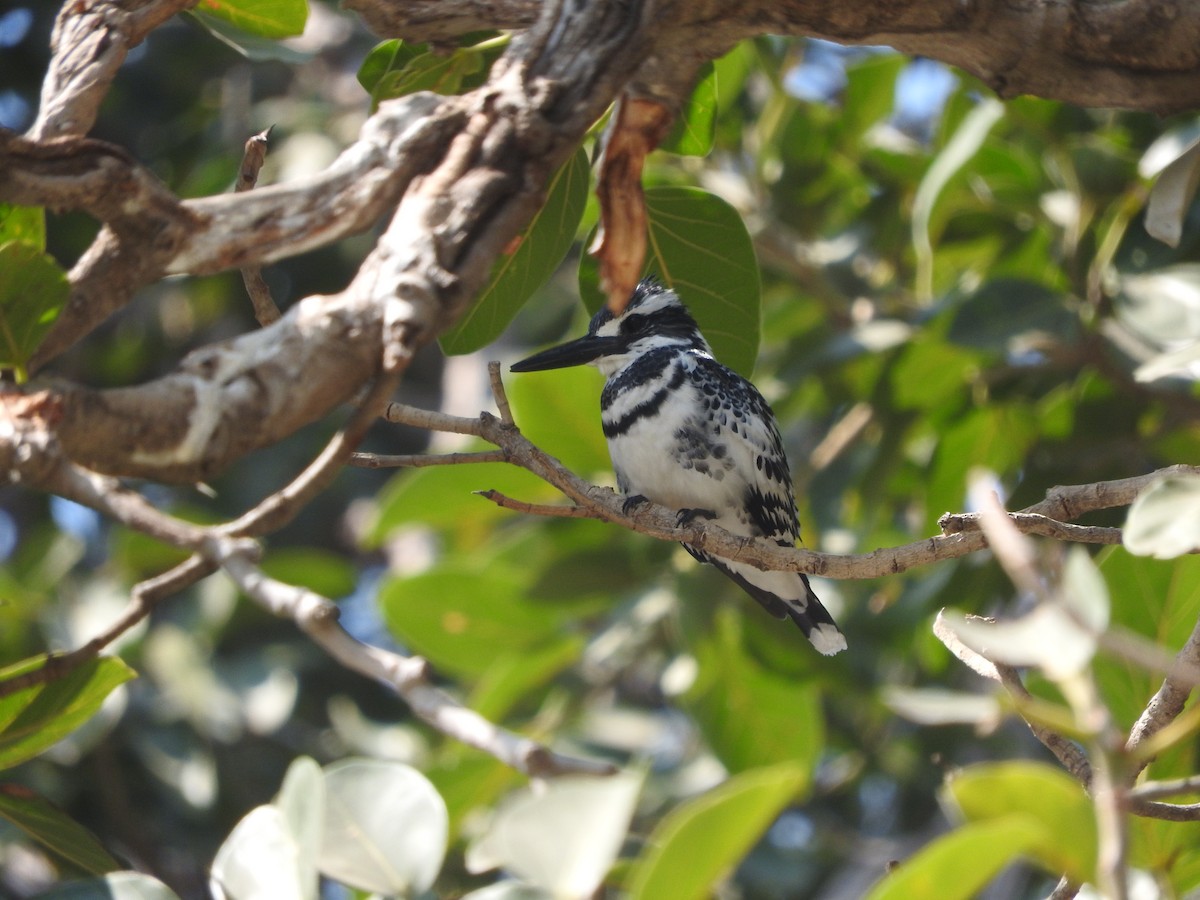 Pied Kingfisher - Rithika Fernandes