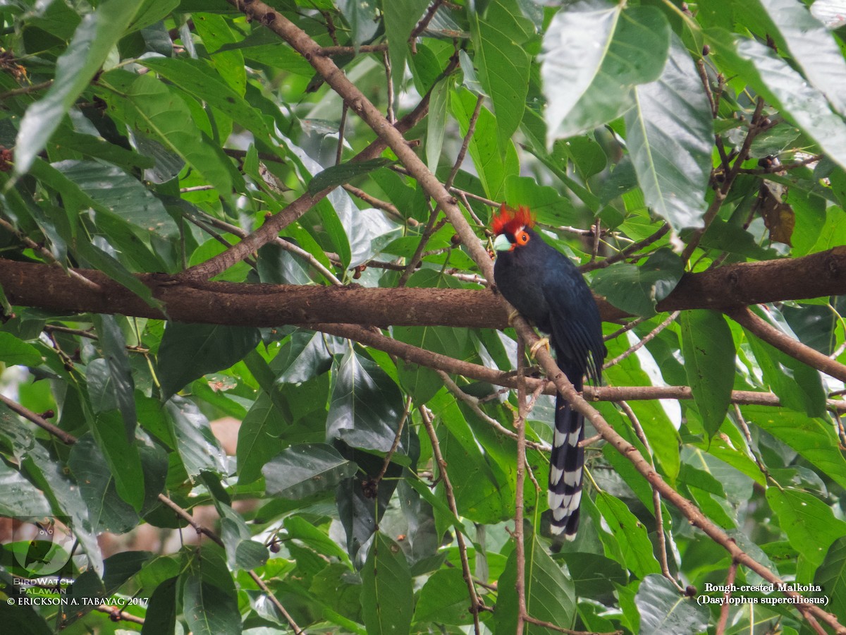 Red-crested Malkoha - ML238000811