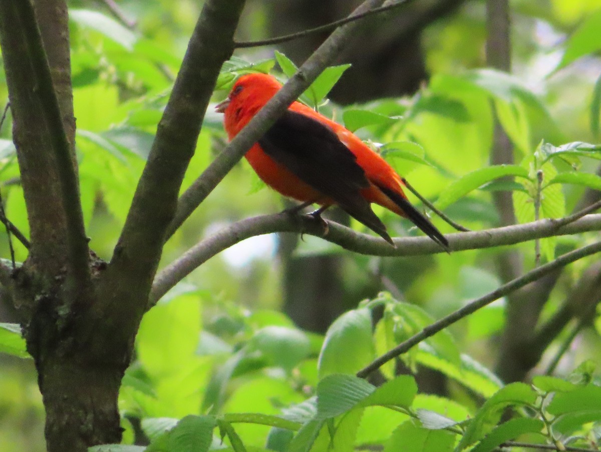 Scarlet Tanager - ML238002231