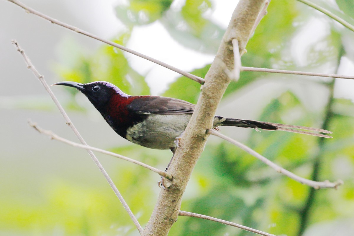 Black-throated Sunbird - Neoh Hor Kee
