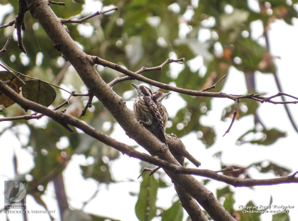 Philippine Pygmy Woodpecker - ML238005301