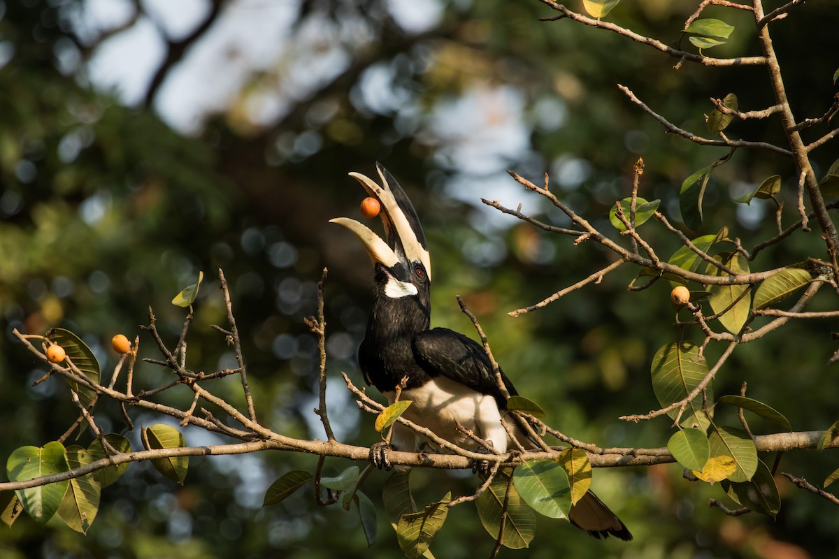 Malabar Pied-Hornbill - Uday Kiran