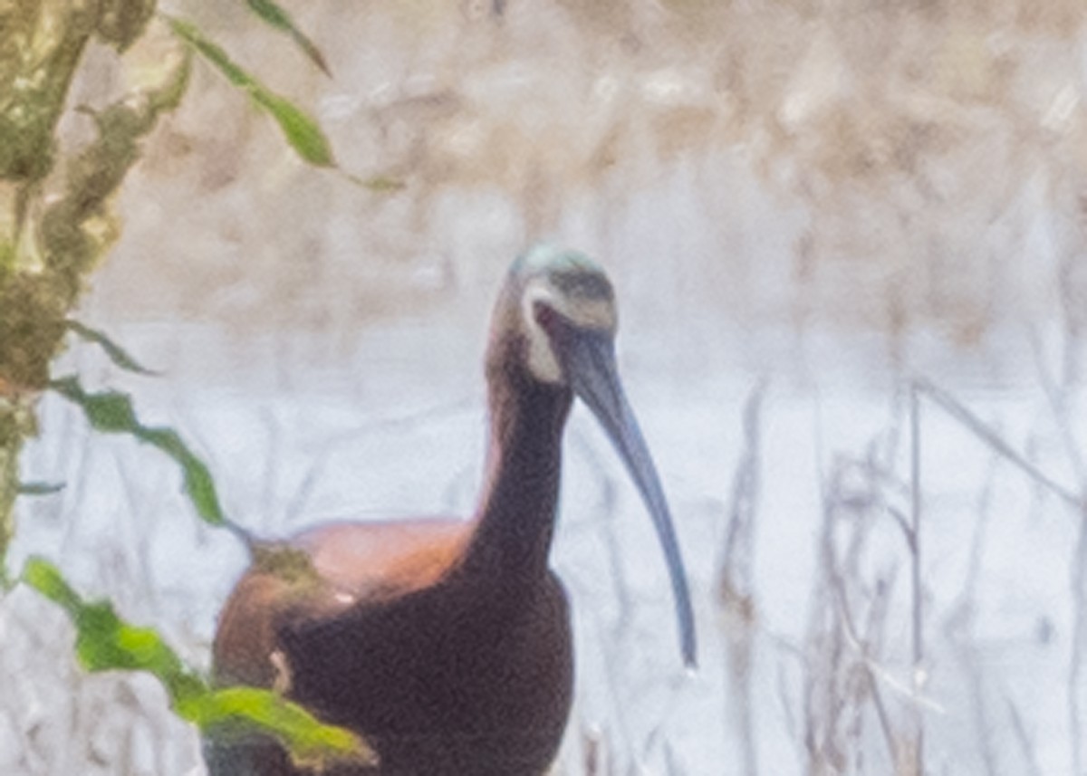 ibis americký - ML238015191