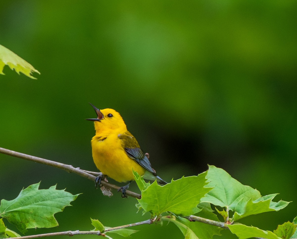 Prothonotary Warbler - ML238027351