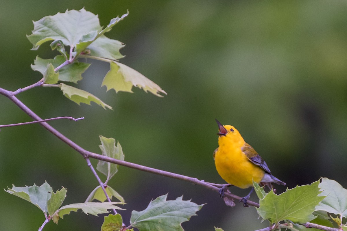 Prothonotary Warbler - ML238027371