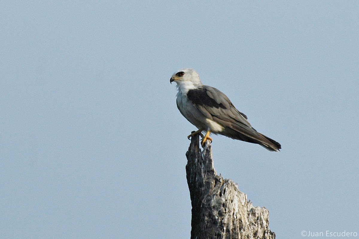 White-tailed Kite - Juan Escudero