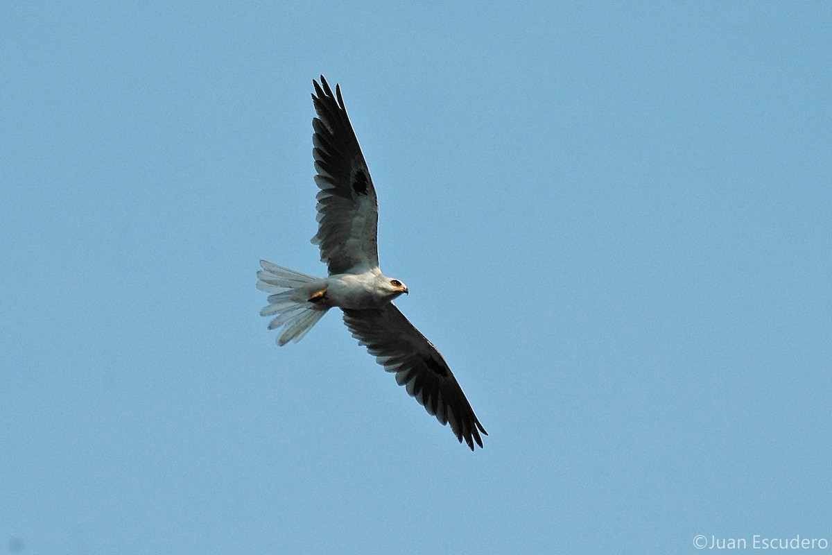 White-tailed Kite - ML238029971