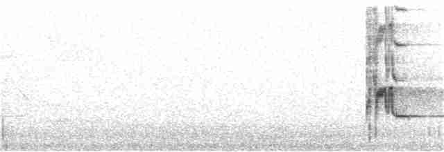 rosela žlutobřichá - ML238037241