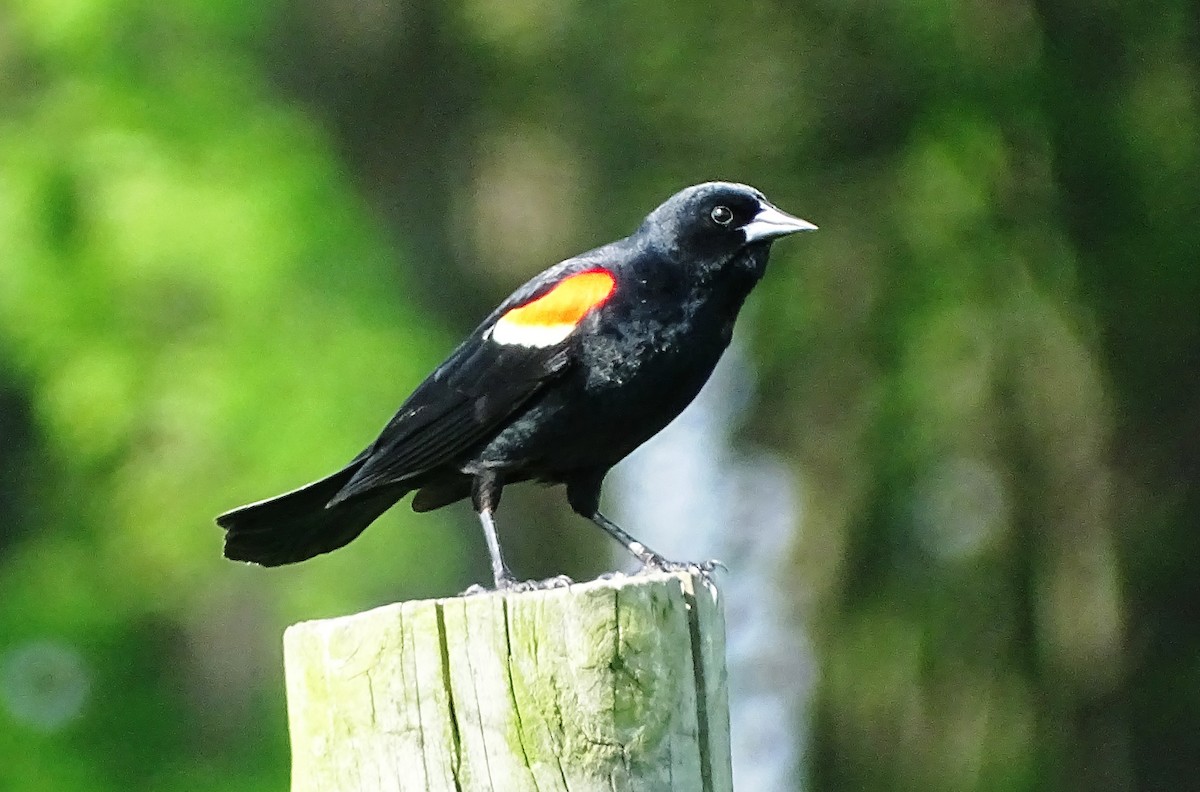 Red-winged Blackbird - ML238042351