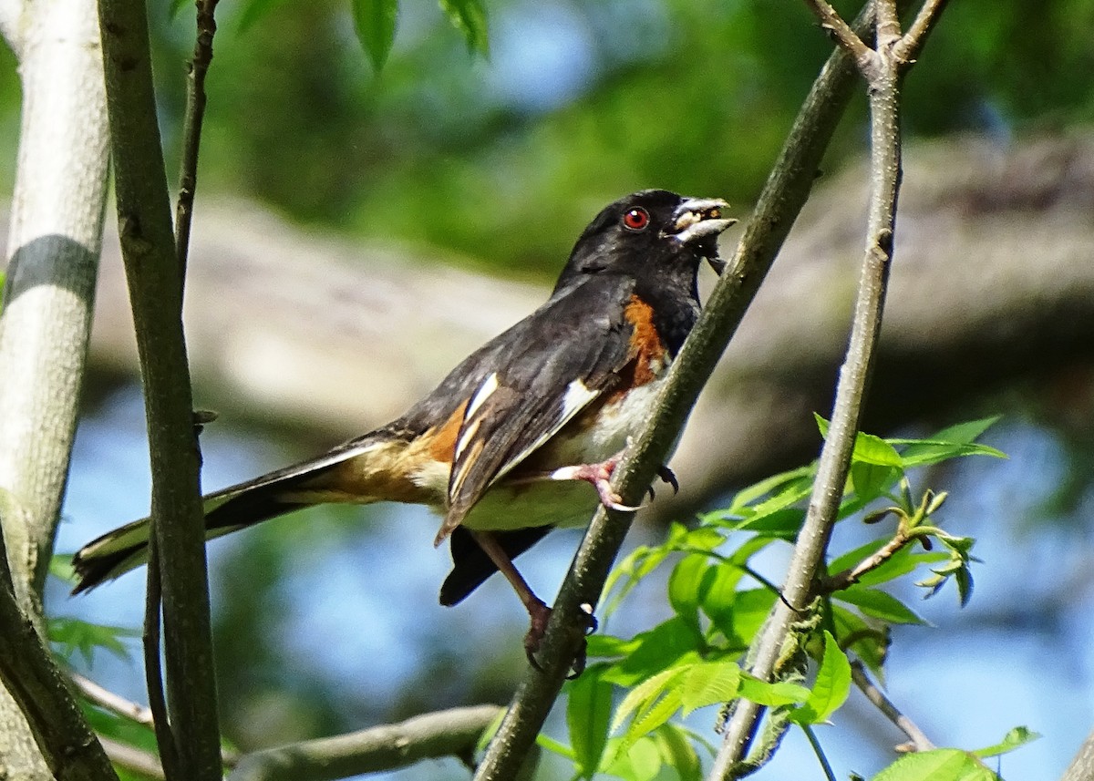 Eastern Towhee - Peter  Dy-Liacco