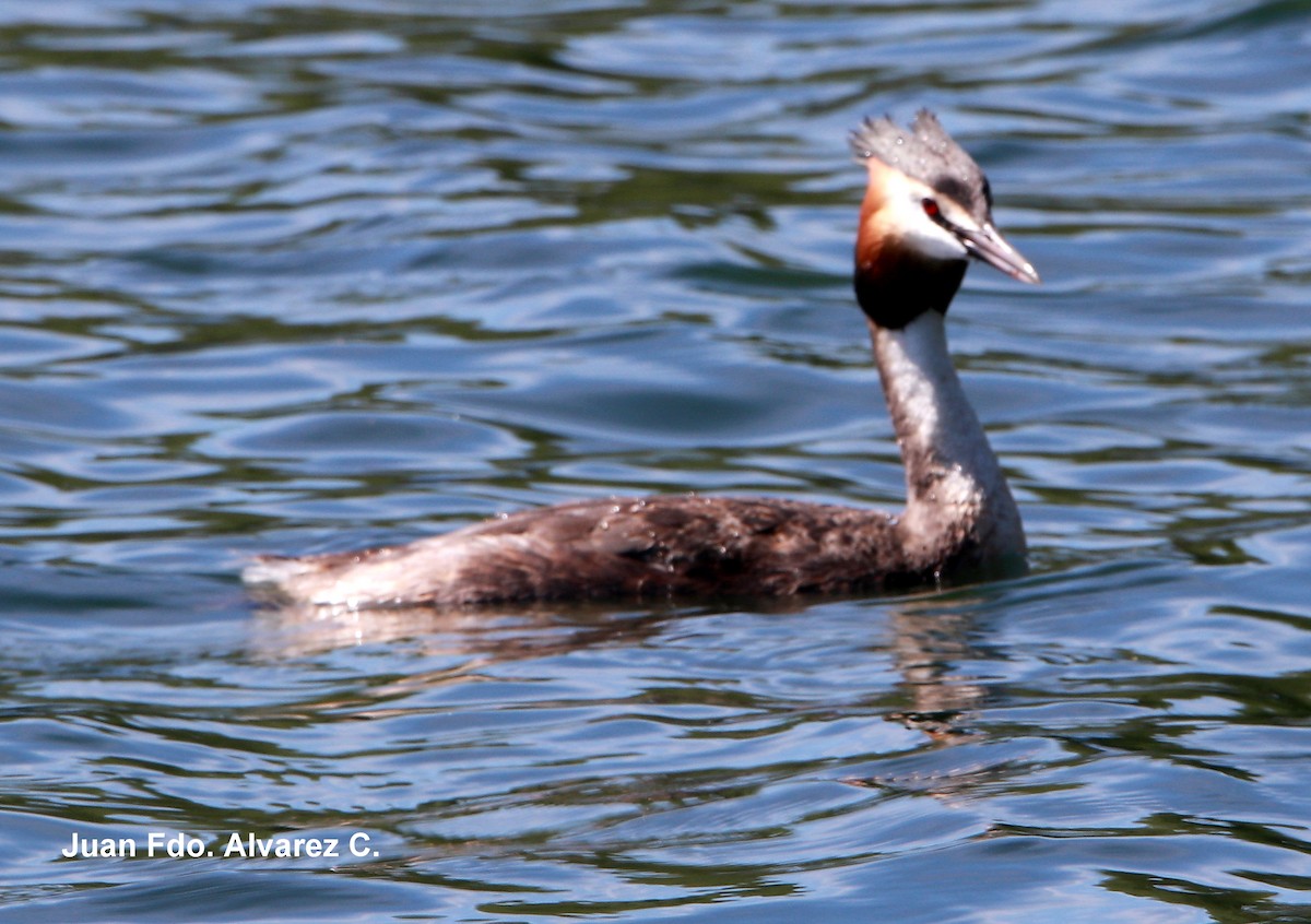 Great Crested Grebe - ML238044651