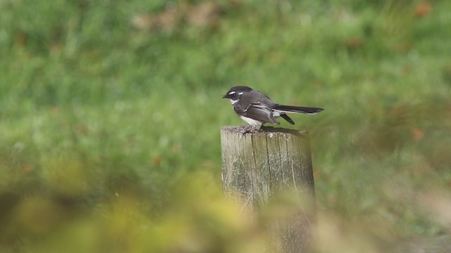 Gray Fantail (albiscapa) - ML238047921