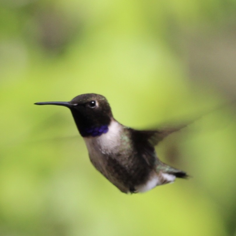 Black-chinned Hummingbird - ML238053421