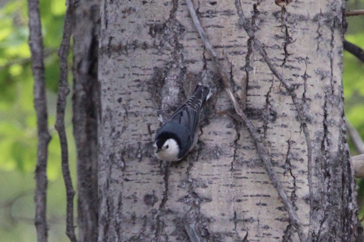 White-breasted Nuthatch - Justin Flint