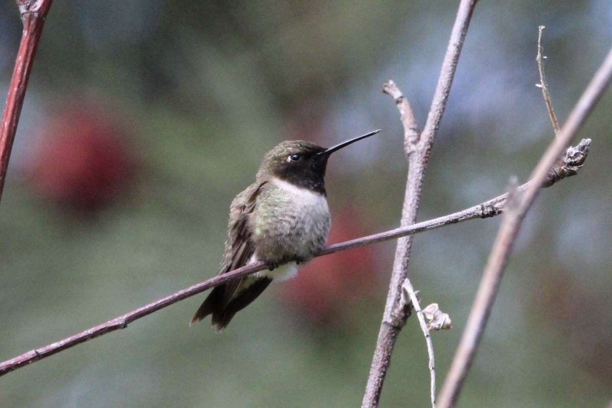 Black-chinned Hummingbird - ML238054231