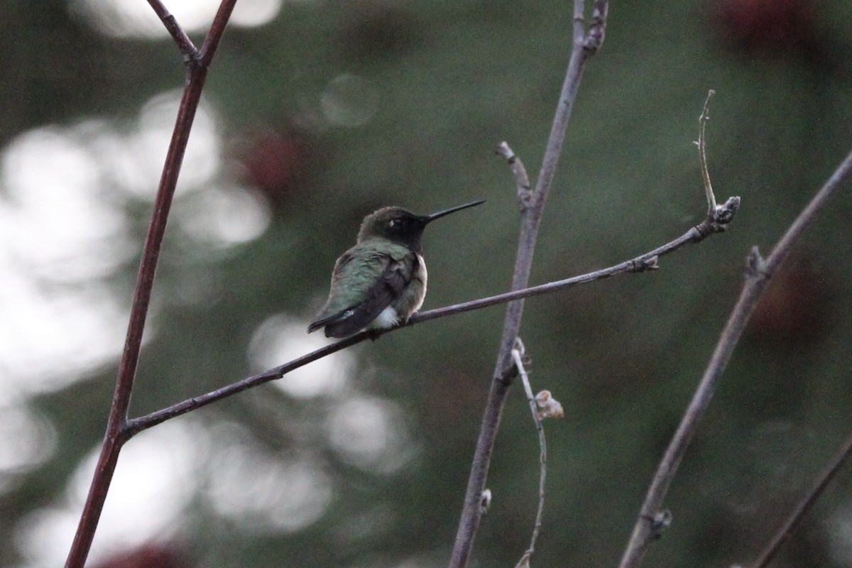 Black-chinned Hummingbird - ML238054241