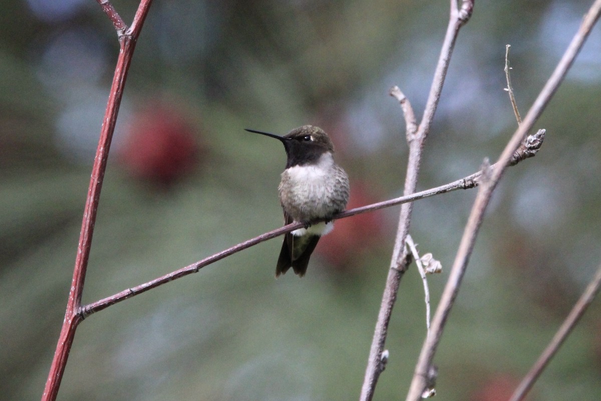 Black-chinned Hummingbird - ML238054251