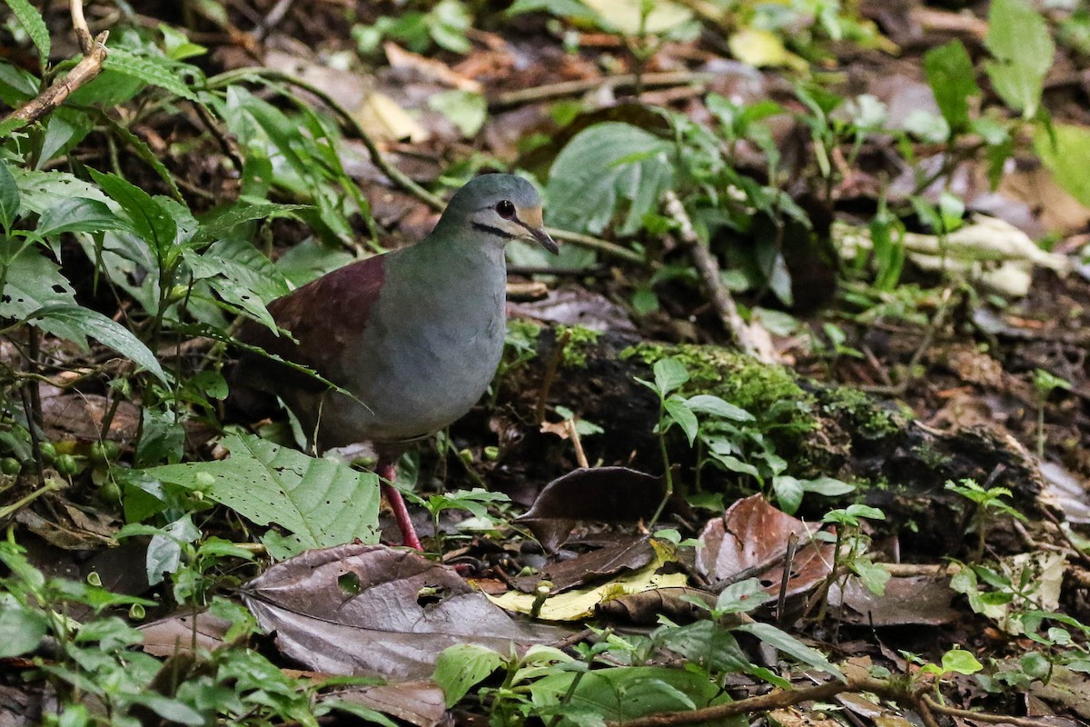 Buff-fronted Quail-Dove - Scott Olmstead
