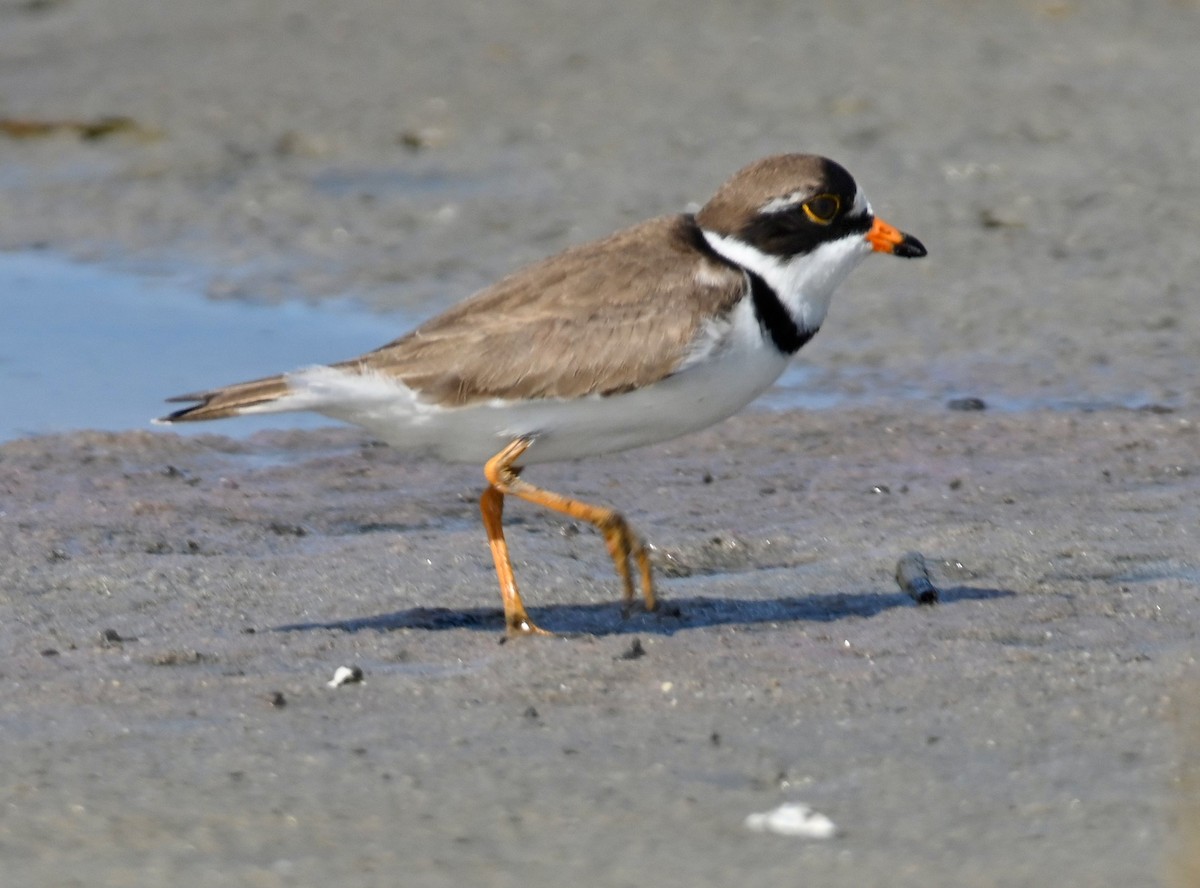Semipalmated Plover - Ann Stinely