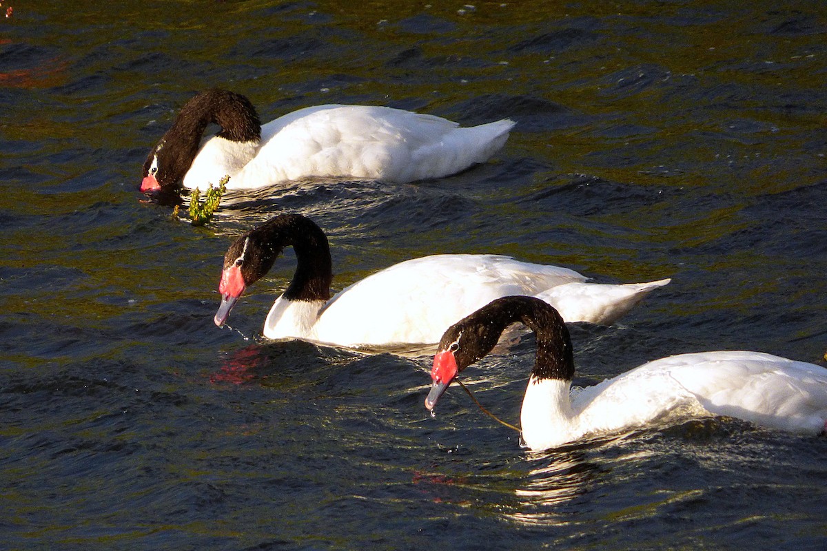Black-necked Swan - ML238058521