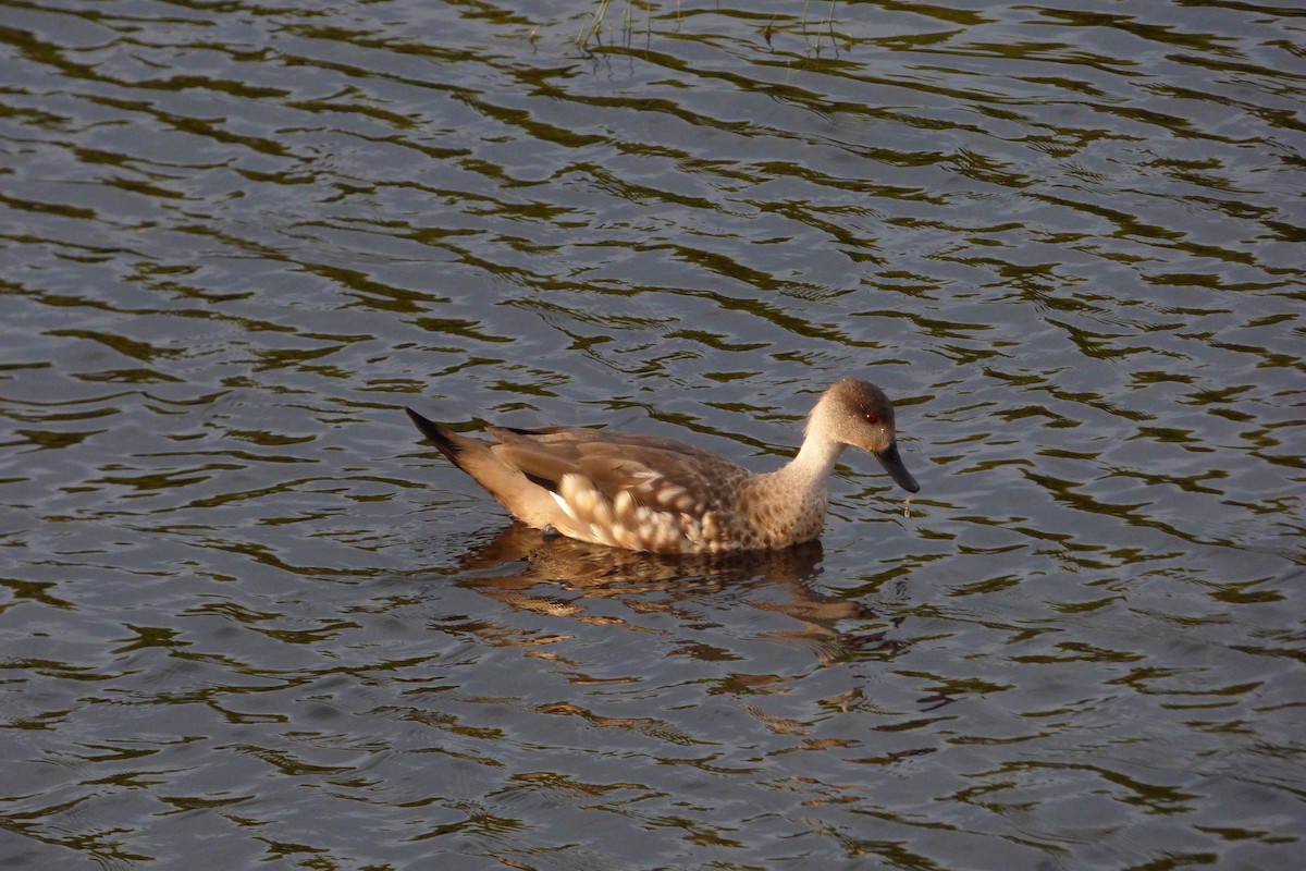 Crested Duck - ML238058841