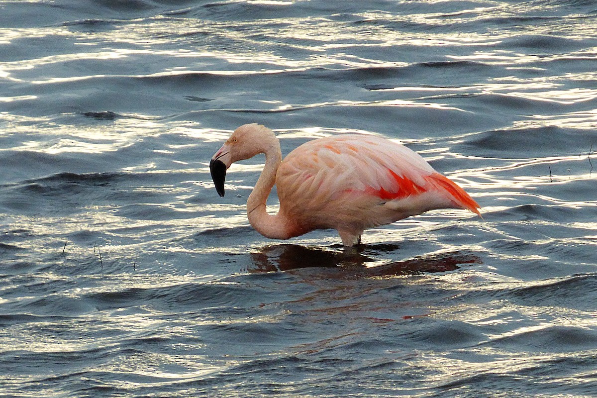 Chilean Flamingo - ML238059261