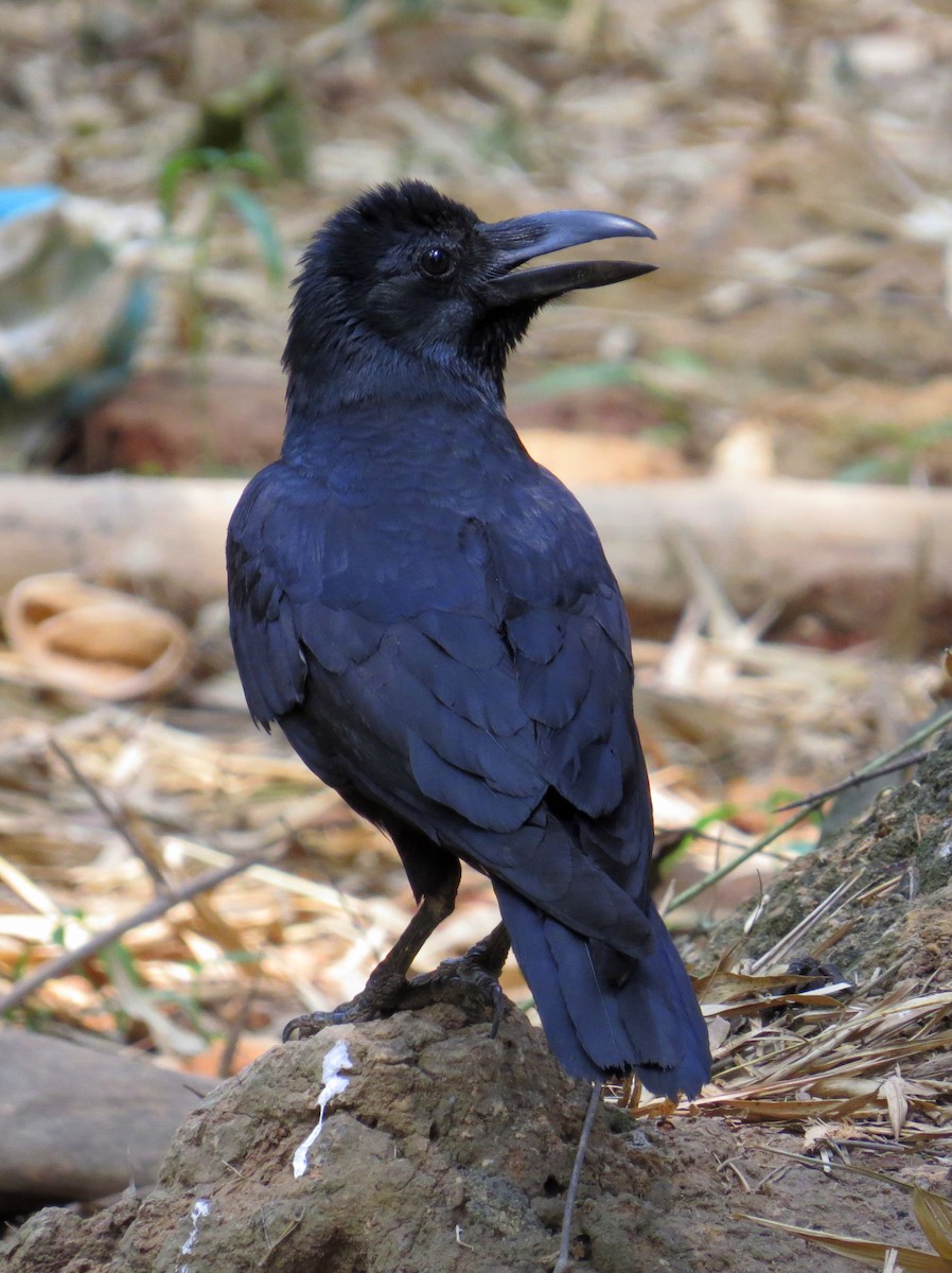 Large-billed Crow - ML238060861
