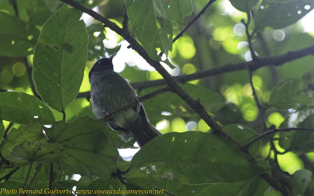 White-bellied Crested Flycatcher - ML238061681
