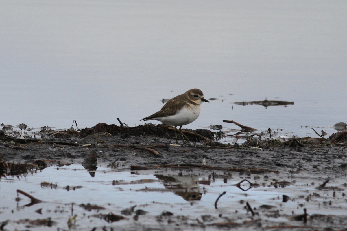 Double-banded Plover - ML238065941