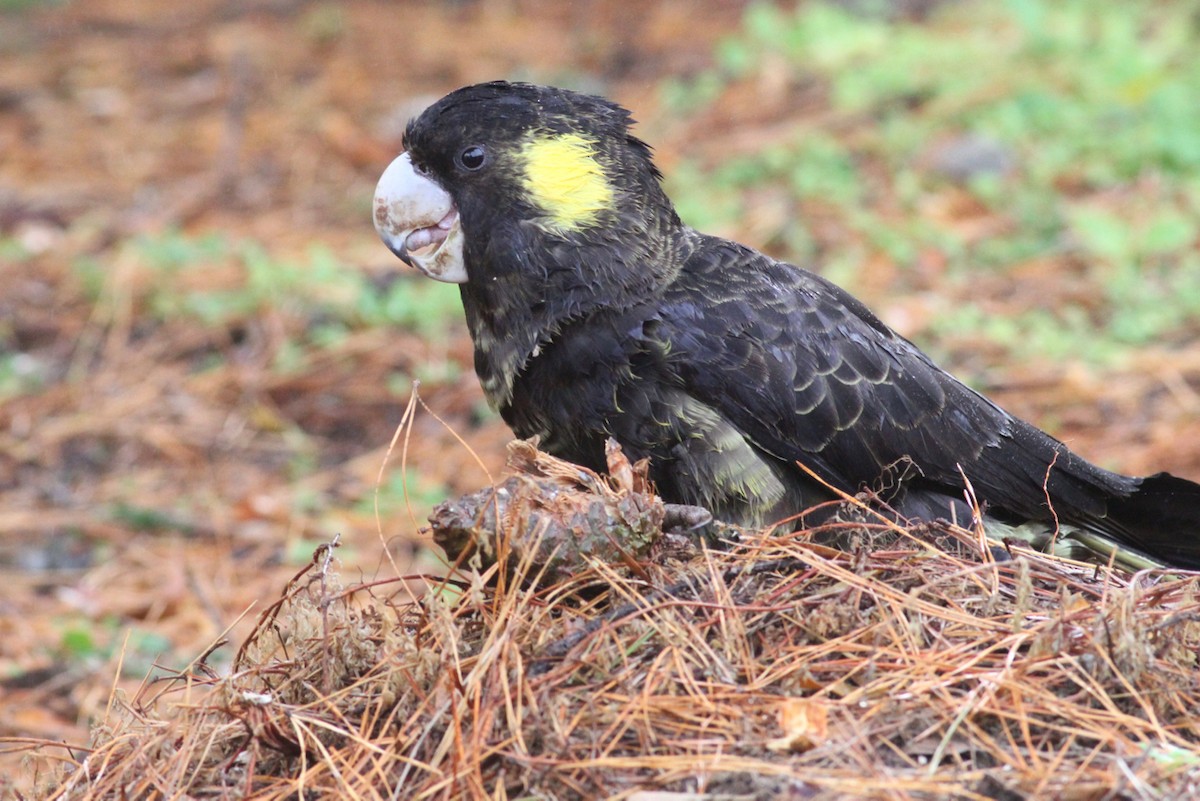 Yellow-tailed Black-Cockatoo - ML238066261