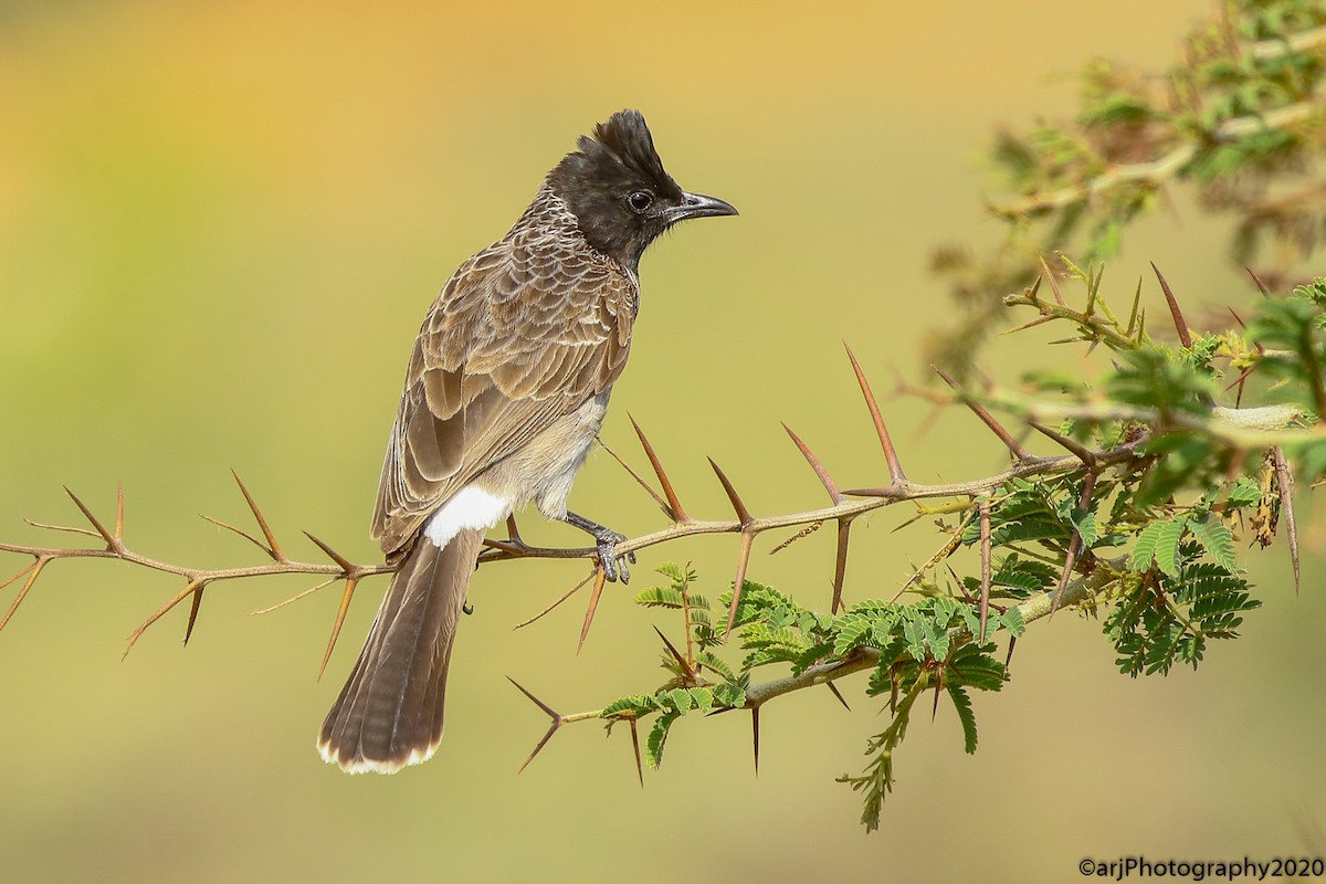 Red-vented Bulbul - ML238068011