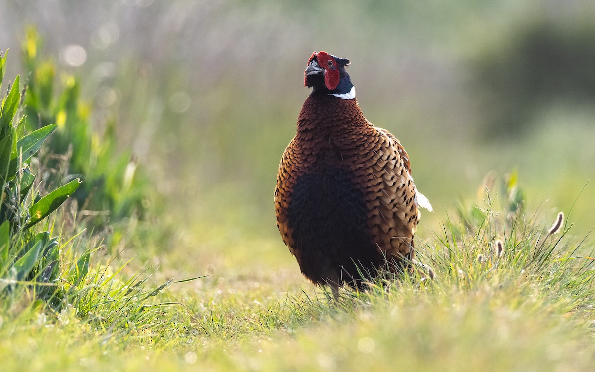 Ring-necked Pheasant - James Kennerley