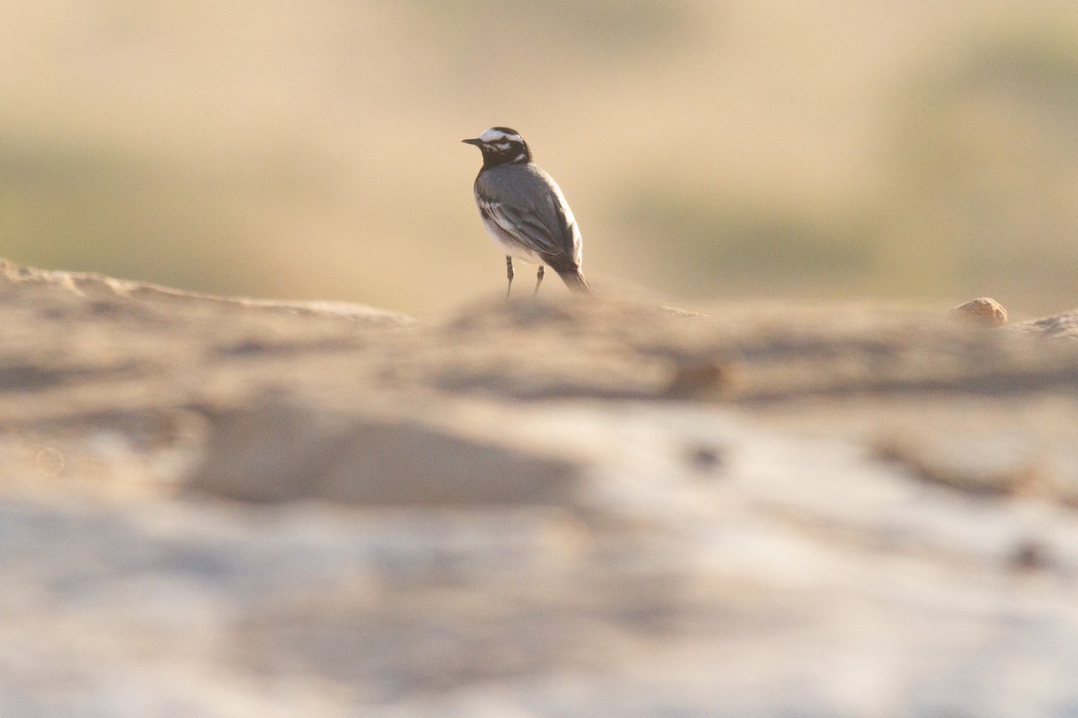 White Wagtail (Moroccan) - ML238075181