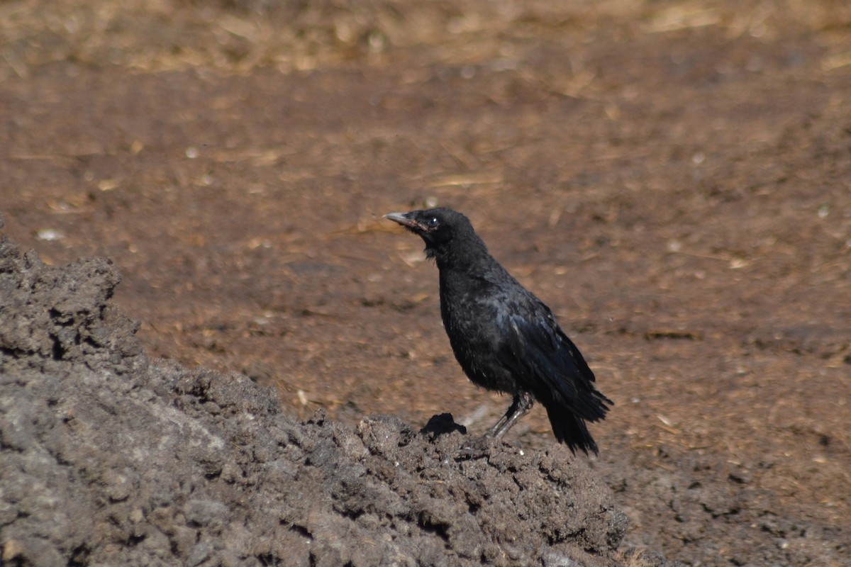 Carrion Crow - Paulo  Roncon
