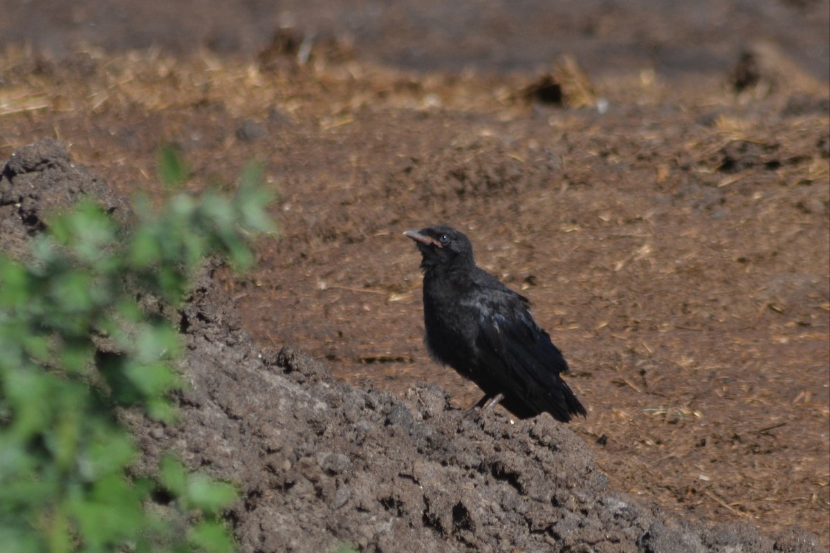 Carrion Crow - Paulo  Roncon
