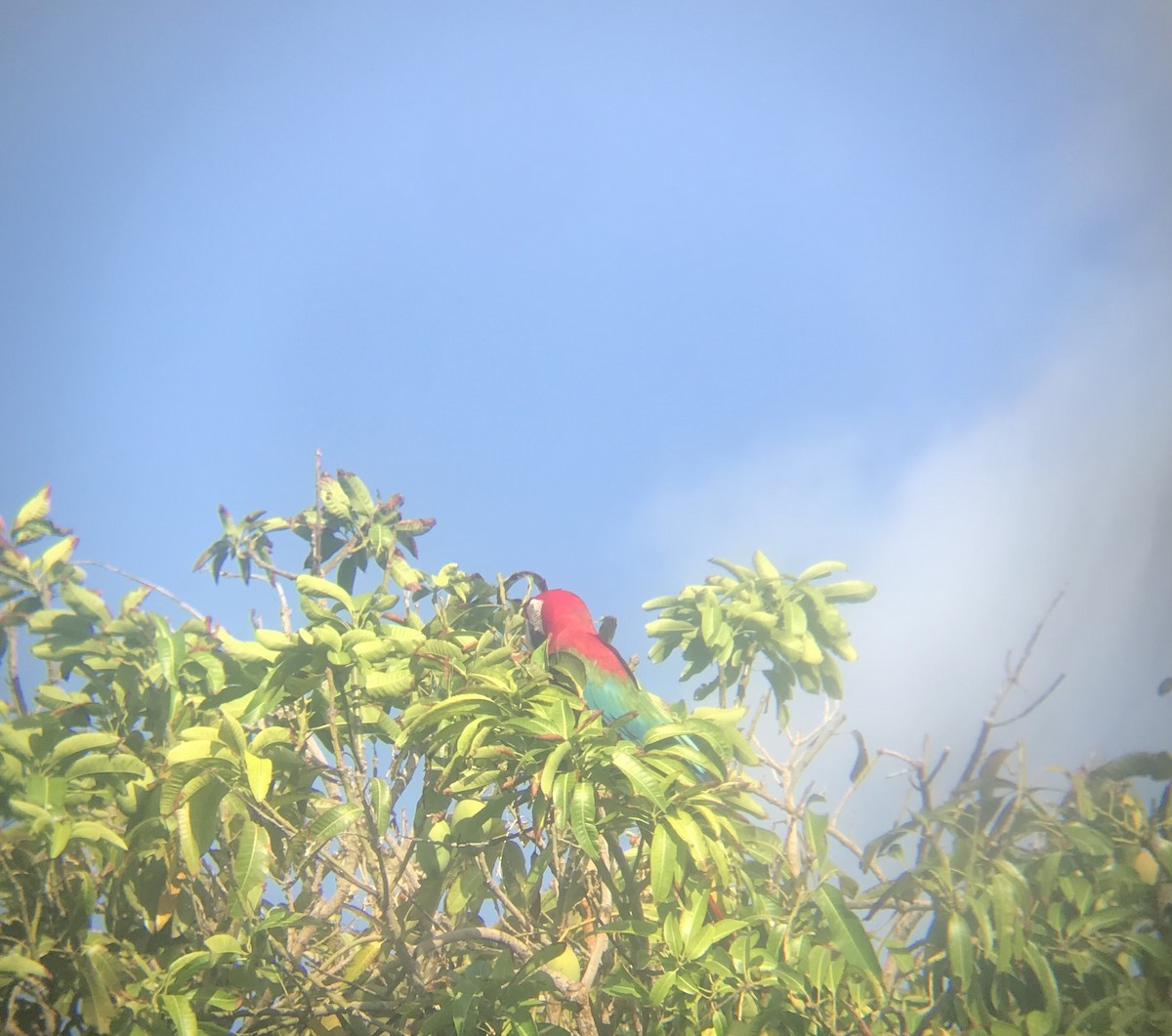 Red-and-green Macaw - Kenrith Carter