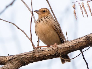  - Burmese Bushlark