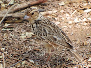  - Burmese Bushlark