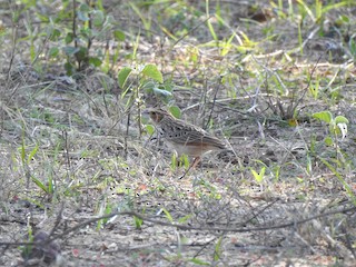  - Burmese Bushlark