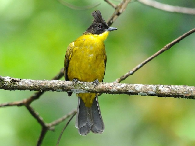 Photos - Bornean Bulbul - Rubigula montis - Birds of the World