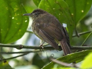  - Charlotte's Bulbul