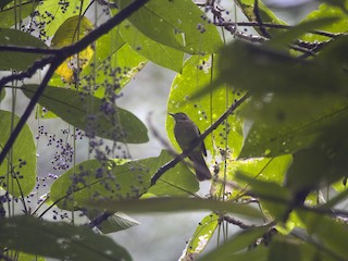  - Charlotte's Bulbul