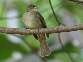  - Charlotte's Bulbul