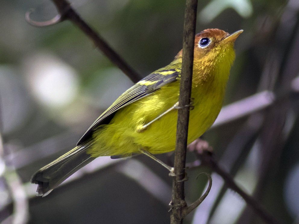 Yellow-breasted Warbler - Michael Todd