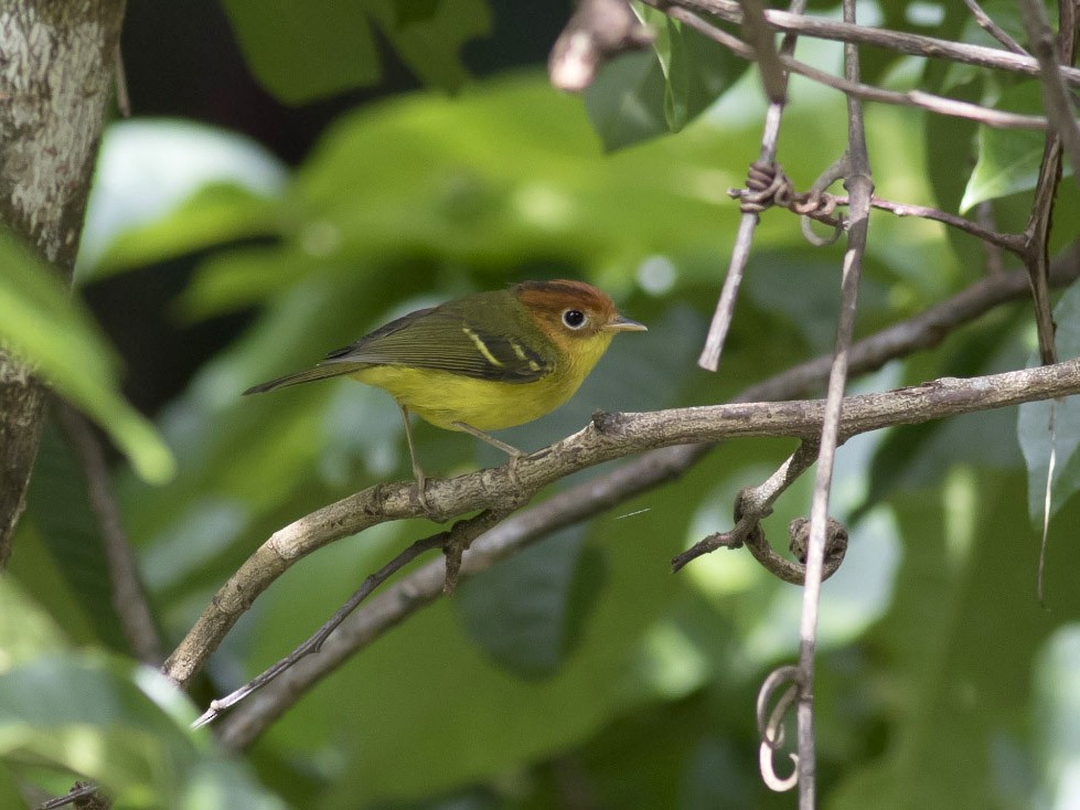 Yellow-breasted Warbler - Michael Todd