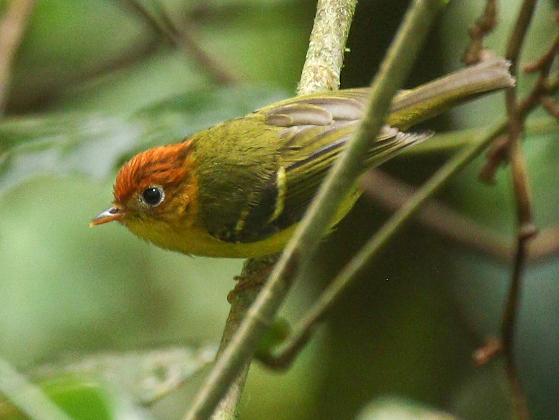 Yellowbreasted Warbler New Jersey eBird