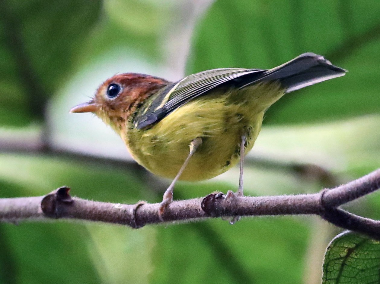 Yellow-breasted Warbler - Ting-Wei (廷維) HUNG (洪)