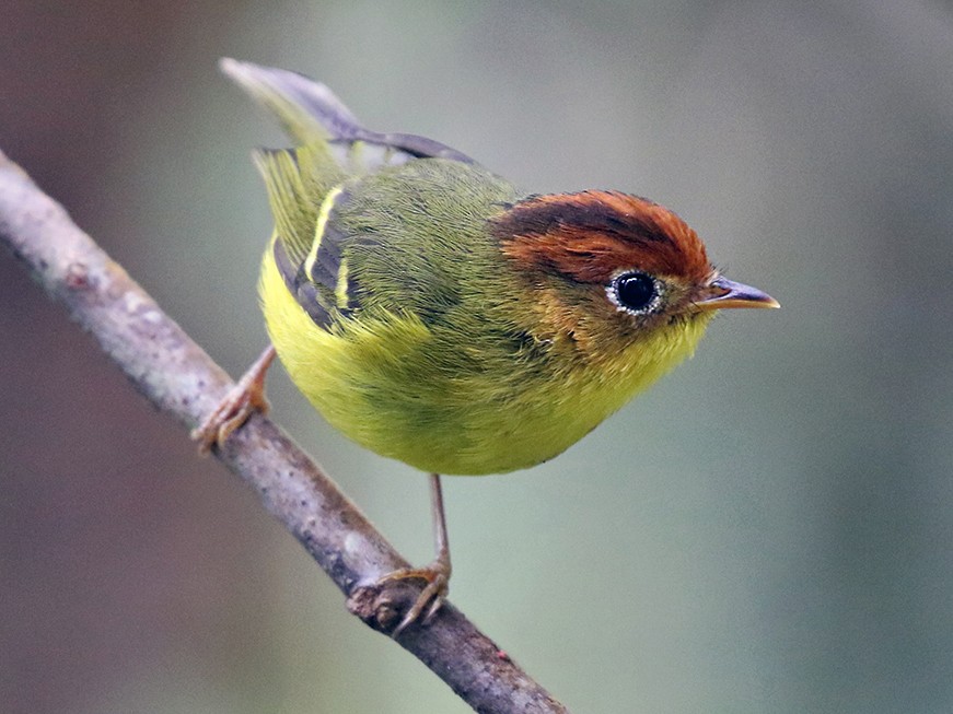 Yellow-breasted Warbler - Charley Hesse TROPICAL BIRDING